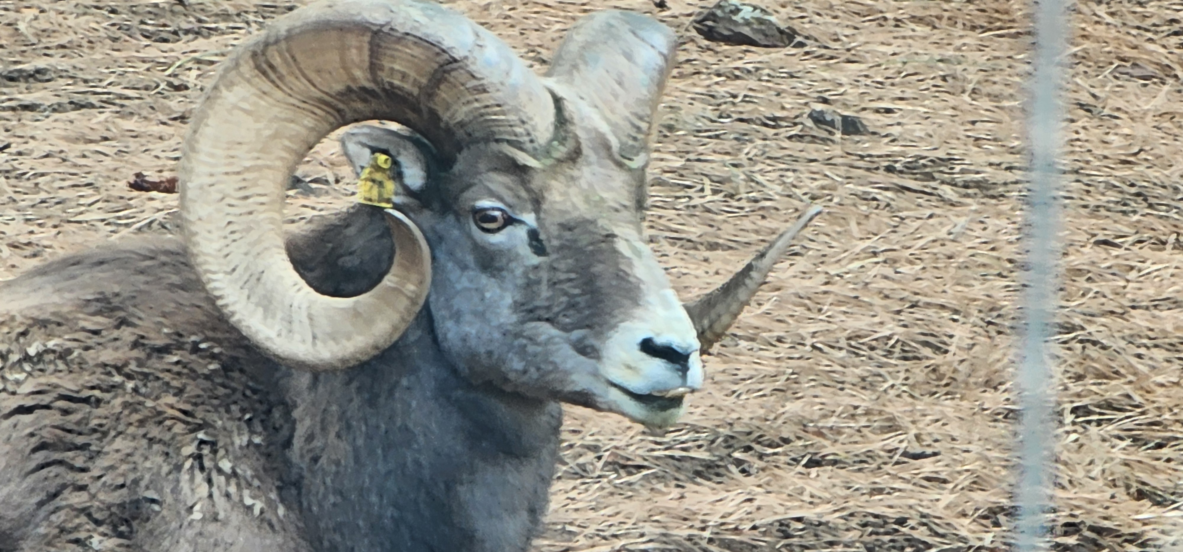 Ram at Bearizona